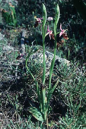 Ophrys colossaea \ Hummel-Ragwurz / Late Spider Orchid, Rhodos,  Kallithea Terme 25.4.1987 
