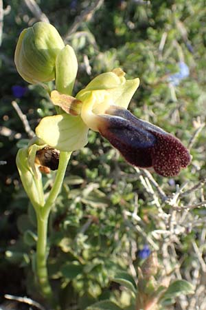 Ophrys iricolor / Rainbow Bee Orchid, Rhodos,  Kattavia 26.3.2019 