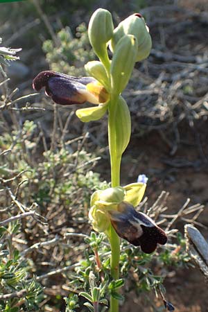 Ophrys iricolor \ Regenbogen-Ragwurz / Rainbow Bee Orchid, Rhodos,  Kattavia 26.3.2019 