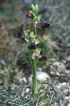 Ophrys iricolor \ Regenbogen-Ragwurz, Rhodos,  Kattavia 21.3.2005 