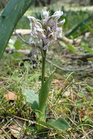 Neotinea lactea \ Milchweißes Knabenkraut / Milky Orchid, Rhodos,  Profitis Ilias 2.4.2019 