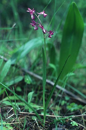 Anacamptis laxiflora \ Lockerblütiges Knabenkraut / Loose-flowered Orchid, Rhodos,  Laerma 1.5.1987 