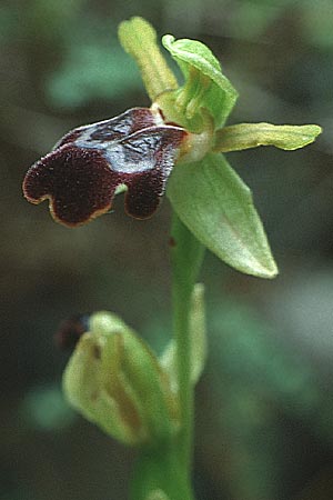 Ophrys eptapigiensis \ Sieben-Quellen-Ragwurz (?), Rhodos,  Embona 11.5.1991 