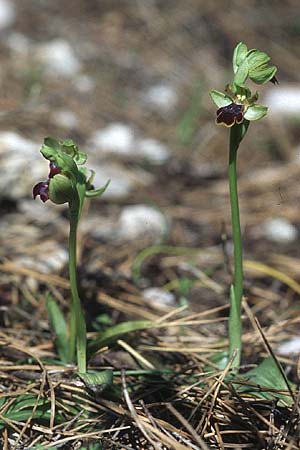 Ophrys bilunulata subsp. sancti-isidorii \ Sankt-Isidor-Ragwurz, Rhodos,  Epta Piges 20.3.2005 