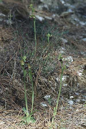 Ophrys bilunulata subsp. sancti-isidorii \ Sankt-Isidor-Ragwurz, Rhodos,  Laerma 24.3.2005 