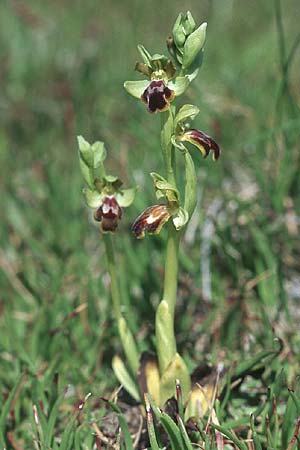 Ophrys bilunulata subsp. sancti-isidorii \ Sankt-Isidor-Ragwurz, Rhodos,  Kattavia 25.3.2005 