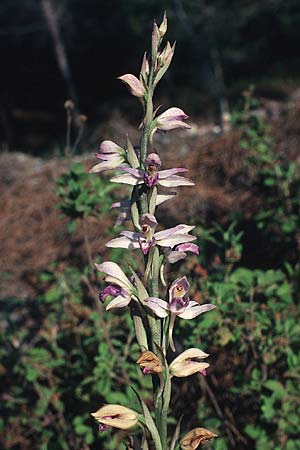 Limodorum abortivum \ Violetter Dingel / Violet Limodore, Rhodos,  Messanagros 27.4.1987 