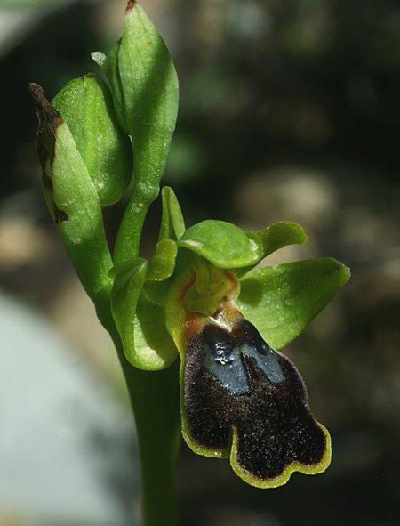 Ophrys lindia \ Lindos-Ragwurz / Athena-Lindia's Orchid, Rhodos,  Prasonisi 4.4.2013 (Photo: Helmut Presser)