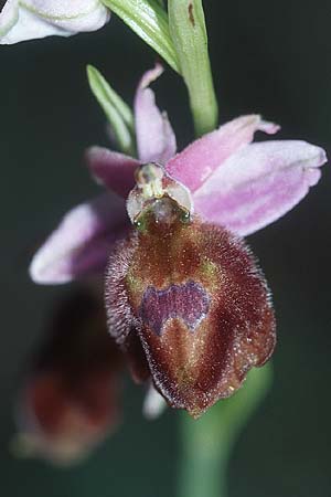 Ophrys lucis \ Rhodische Ragwurz, Licht-Ragwurz, Rhodos,  Laerma 19.3.2005 