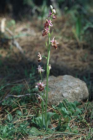 Ophrys lucis \ Rhodische Ragwurz, Licht-Ragwurz, Rhodos,  Laerma 24.3.2005 