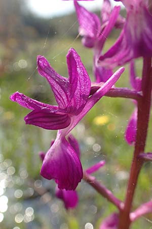 Anacamptis laxiflora \ Lockerblütiges Knabenkraut / Loose-flowered Orchid, Rhodos,  Lardos 3.4.2019 