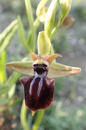 [click] Ophrys mammosa, Rhodos,  Apolakkia 1.4.2019 