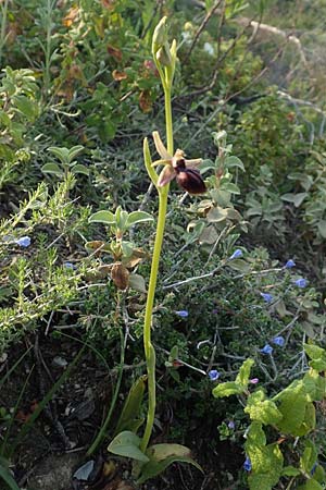 Ophrys mammosa / Mammosa Orchid, Rhodos,  Apolakkia 1.4.2019 