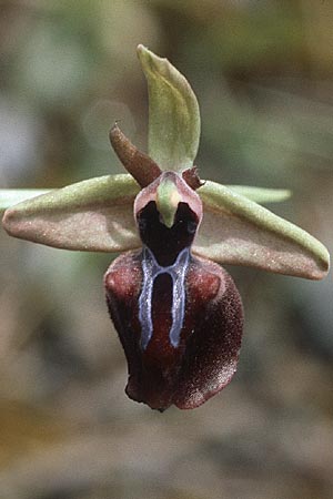 Ophrys mammosa \ Busen-Ragwurz, Rhodos,  Laerma 1.5.1987 