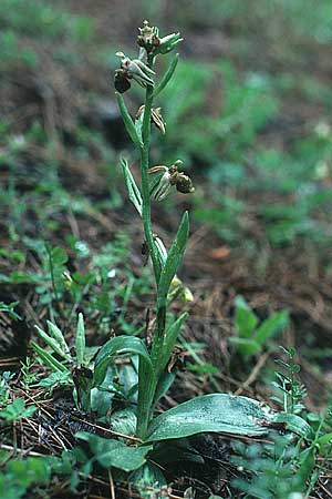 Ophrys heterochila \ Verschiedenlippige Ragwurz / Various-Lip Bee Orchid (?), Rhodos,  Profitis Ilias 29.4.1987 