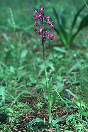 Anacamptis morio subsp. caucasica \ Südkaukasisches Knabenkraut, Rhodos,  Profitis Ilias 29.4.1987 