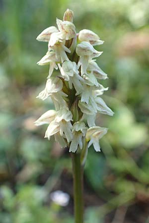Neotinea maculata \ Keuschorchis / Dense-flowered Orchid, Rhodos,  Profitis Ilias 2.4.2019 