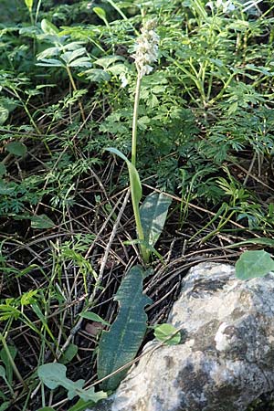 Neotinea maculata \ Keuschorchis / Dense-flowered Orchid, Rhodos,  Profitis Ilias 25.3.2019 