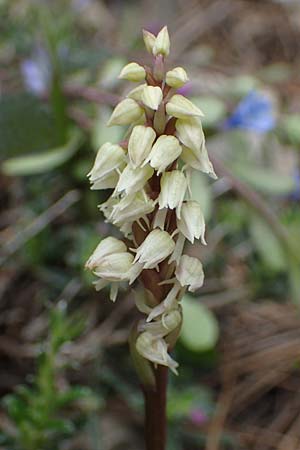 Neotinea maculata \ Keuschorchis / Dense-flowered Orchid, Rhodos,  Akramitis 21.3.2023 