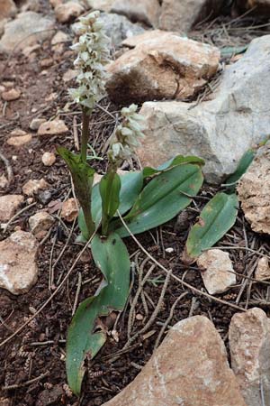 Neotinea maculata / Dense-flowered Orchid, Rhodos,  Akramitis 21.3.2023 