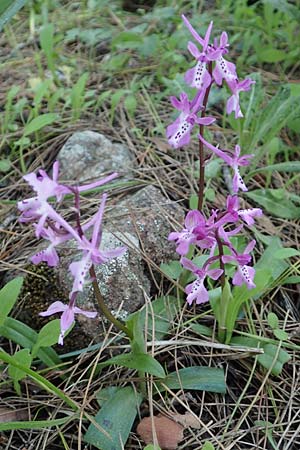 Orchis anatolica / Anatolian Orchid, Rhodos,  Profitis Ilias 25.3.2019 