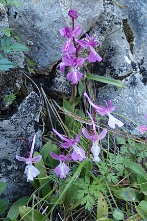 Orchis anatolica \ Anatolisches Knabenkraut, Rhodos,  Profitis Ilias 25.3.2019 