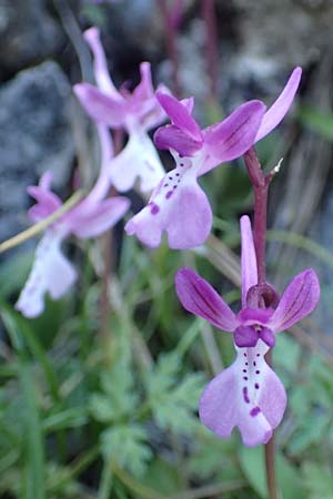 Orchis anatolica \ Anatolisches Knabenkraut / Anatolian Orchid, Rhodos,  Profitis Ilias 25.3.2019 