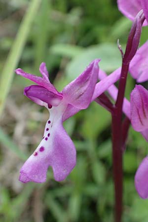 Orchis anatolica \ Anatolisches Knabenkraut / Anatolian Orchid, Rhodos,  Embona 31.3.2019 