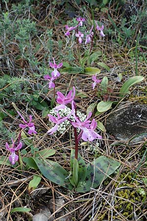 Orchis anatolica \ Anatolisches Knabenkraut, Rhodos,  Moni Artamiti 16.3.2023 