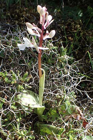Orchis anatolica \ Anatolisches Knabenkraut, Rhodos,  Attaviros 23.3.2023 