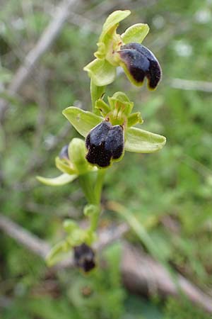 Ophrys cinereophila \ Kleinblütige Braune Ragwurz / Small-Flowered Dull Bee Orchid, Rhodos,  Attaviros 24.3.2023 