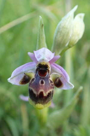 Ophrys heldreichii \ Heldreichs Ragwurz / Heldreich's Orchid, Rhodos,  Embona 31.3.2019 
