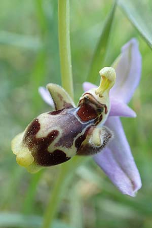 Ophrys heldreichii \ Heldreichs Ragwurz / Heldreich's Orchid, Rhodos,  Embona 31.3.2019 