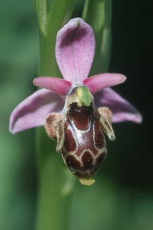 Ophrys oestrifera s.l. \ Gehörnte Ragwurz / Horsefly , Rhodos,  Kattavia 23.3.2005 
