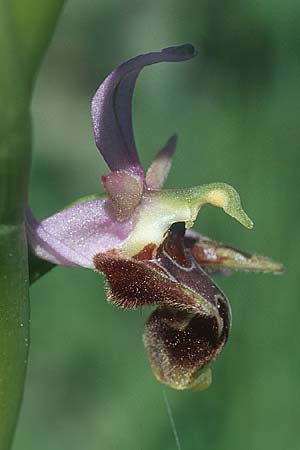 Ophrys oestrifera s.l. \ Gehörnte Ragwurz, Rhodos,  Kattavia 23.3.2005 