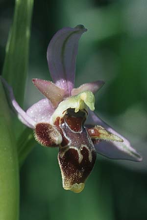 Ophrys oestrifera s.l. \ Gehörnte Ragwurz / Horsefly , Rhodos,  Kattavia 23.3.2005 