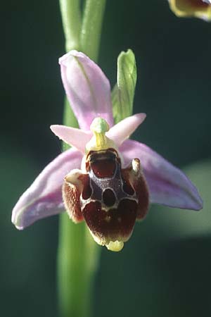 Ophrys oestrifera s.l. \ Gehörnte Ragwurz, Rhodos,  Apolakkia 23.3.2005 