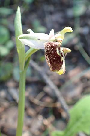 Ophrys oreas \ Oreaden-Ragwurz, Rhodos,  Profitis Ilias 25.3.2019 