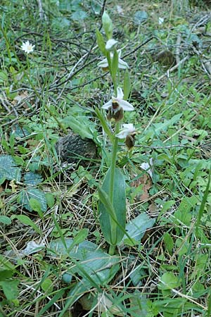 Ophrys oreas \ Oreaden-Ragwurz / Oreades Orchid, Rhodos,  Profitis Ilias 25.3.2019 