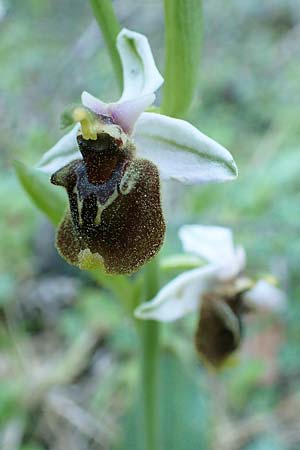 Ophrys oreas \ Oreaden-Ragwurz, Rhodos,  Profitis Ilias 25.3.2019 