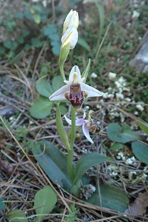 Ophrys oreas \ Oreaden-Ragwurz / Oreades Orchid (?), Rhodos,  Profitis Ilias 25.3.2019 