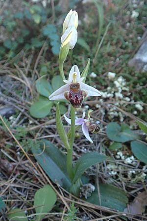 Ophrys oreas \ Oreaden-Ragwurz (?), Rhodos,  Profitis Ilias 25.3.2019 