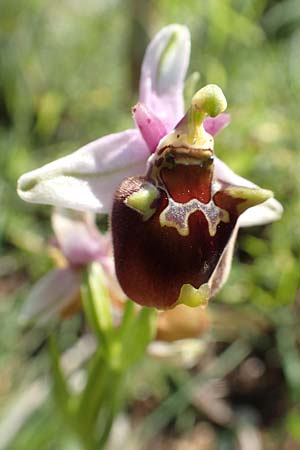 Ophrys oreas \ Oreaden-Ragwurz / Oreades Orchid, Rhodos,  Profitis Ilias 2.4.2019 