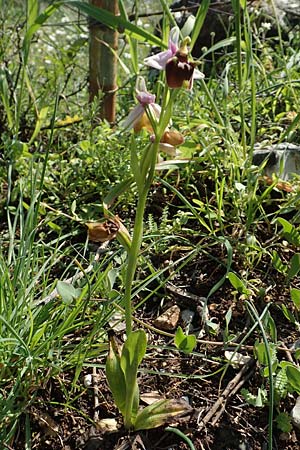 Ophrys oreas \ Oreaden-Ragwurz / Oreades Orchid, Rhodos,  Profitis Ilias 2.4.2019 