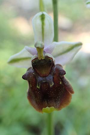 Ophrys oreas \ Oreaden-Ragwurz / Oreades Orchid, Rhodos,  Profitis Ilias 2.4.2019 