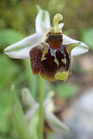 Ophrys oreas \ Oreaden-Ragwurz / Oreades Orchid, Rhodos,  Profitis Ilias 2.4.2019 