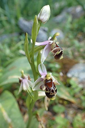 Ophrys heterochila \ Verschiedenlippige Ragwurz / Various-Lip Bee Orchid, Rhodos,  Profitis Ilias 2.4.2019 