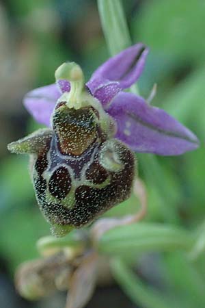 Ophrys heterochila \ Verschiedenlippige Ragwurz / Various-Lip Bee Orchid, Rhodos,  Archangelos 26.3.2023 