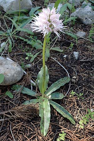 Orchis italica \ Italienisches Knabenkraut, Rhodos,  Kolymbia 18.3.2023 