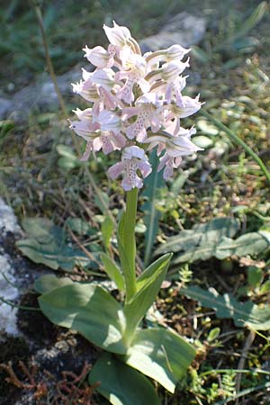 Neotinea lactea \ Milchweißes Knabenkraut, Rhodos,  Profitis Ilias 25.3.2019 